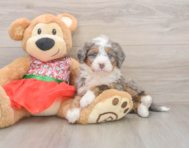 5 week old Mini Bernedoodle Puppy For Sale - Seaside Pups