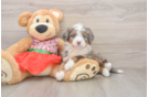 Playful Mini Bernepoo Poodle Mix Puppy