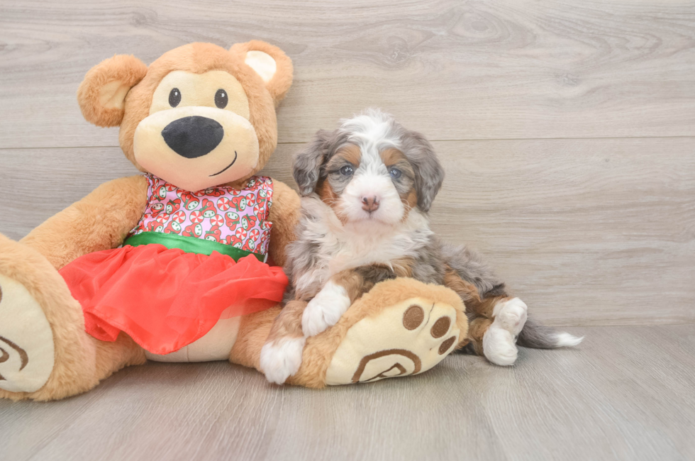 5 week old Mini Bernedoodle Puppy For Sale - Seaside Pups
