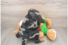 Mini Bernedoodle Puppy for Adoption