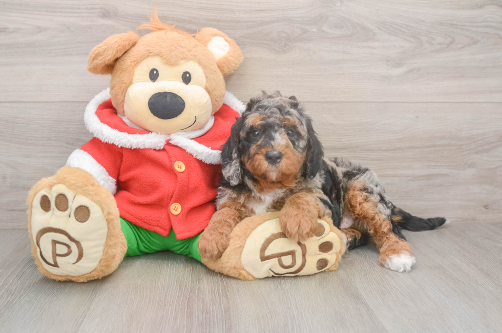 6 week old Mini Bernedoodle Puppy For Sale - Seaside Pups