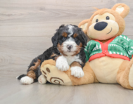 6 week old Mini Bernedoodle Puppy For Sale - Seaside Pups