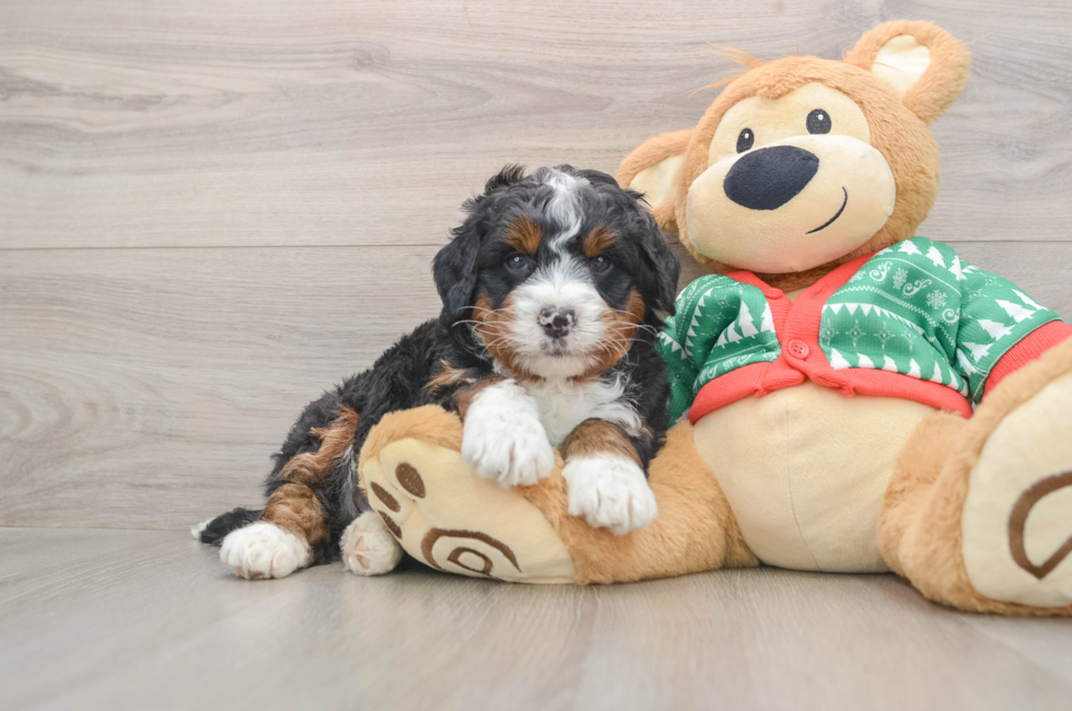 5 week old Mini Bernedoodle Puppy For Sale - Seaside Pups