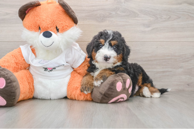 Best Mini Bernedoodle Baby