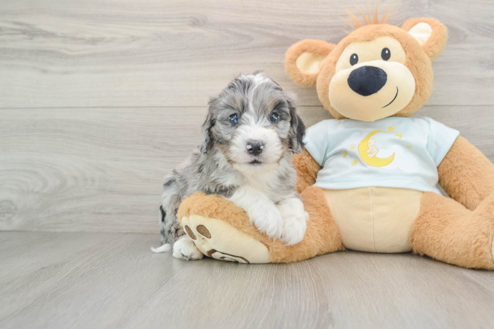 Mini Bernedoodle Puppy for Adoption