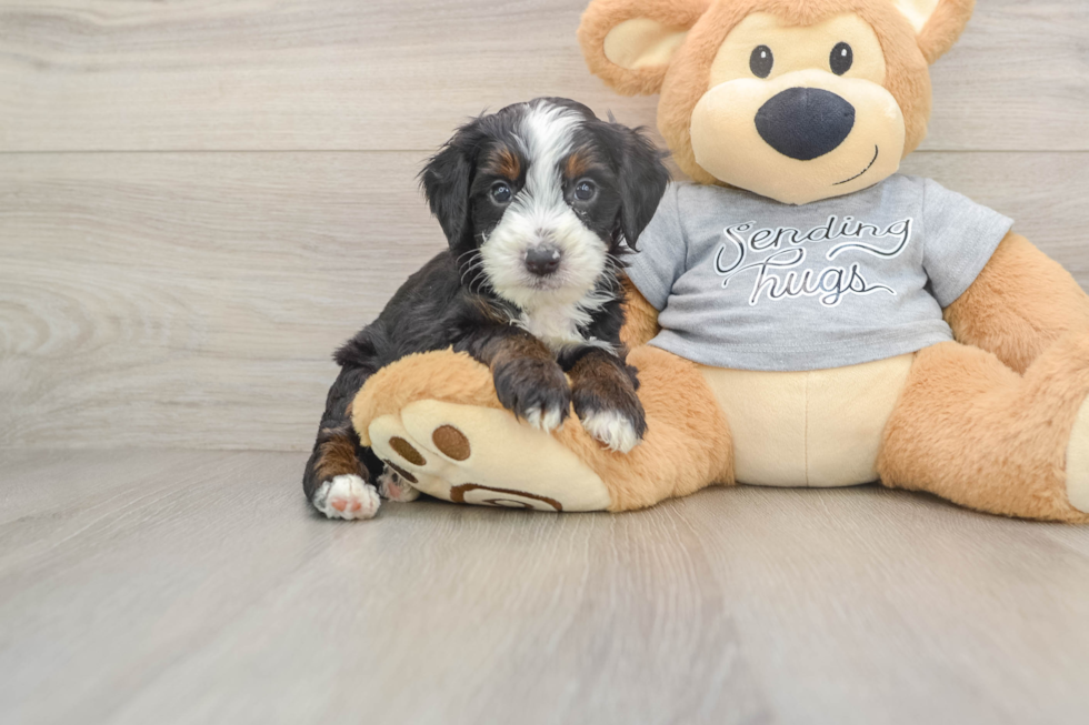 Best Mini Bernedoodle Baby
