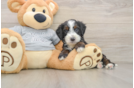 Fluffy Mini Bernedoodle Poodle Mix Pup