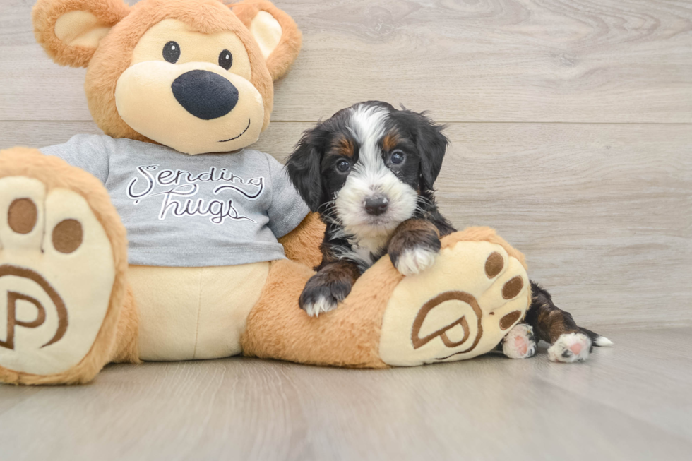 Fluffy Mini Bernedoodle Poodle Mix Pup