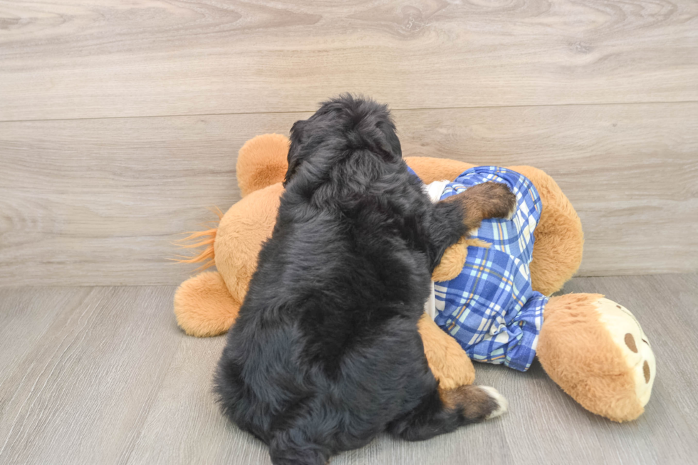 Mini Bernedoodle Puppy for Adoption