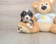 5 week old Mini Bernedoodle Puppy For Sale - Seaside Pups
