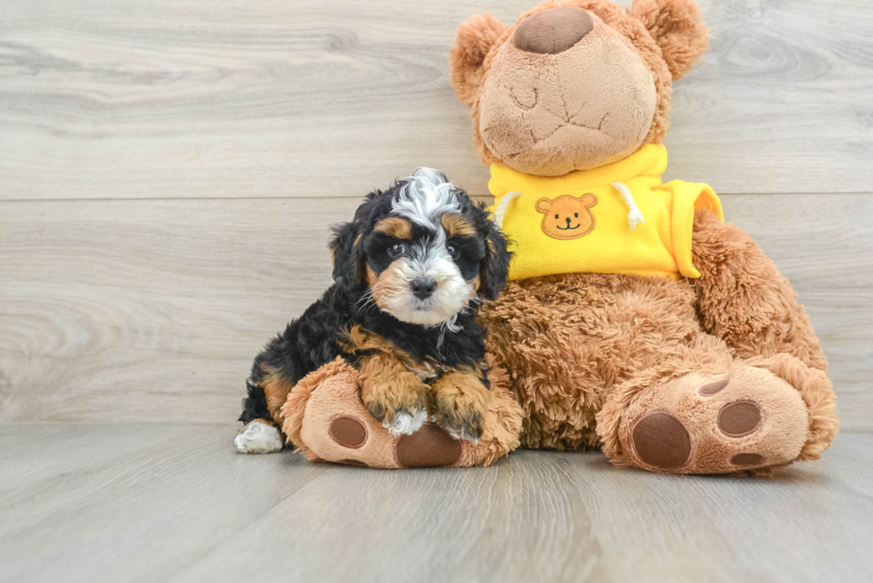 Little Mini Bernepoo Poodle Mix Puppy