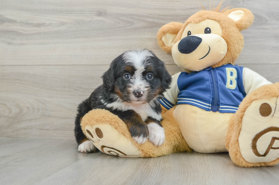 5 week old Mini Bernedoodle Puppy For Sale - Seaside Pups