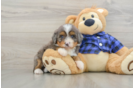 Mini Bernedoodle Puppy for Adoption