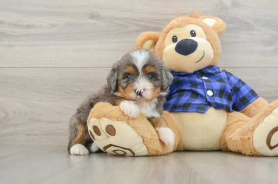 Mini Bernedoodle Puppy for Adoption