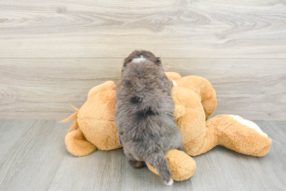 Mini Bernedoodle Pup Being Cute
