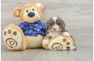 Mini Bernedoodle Pup Being Cute