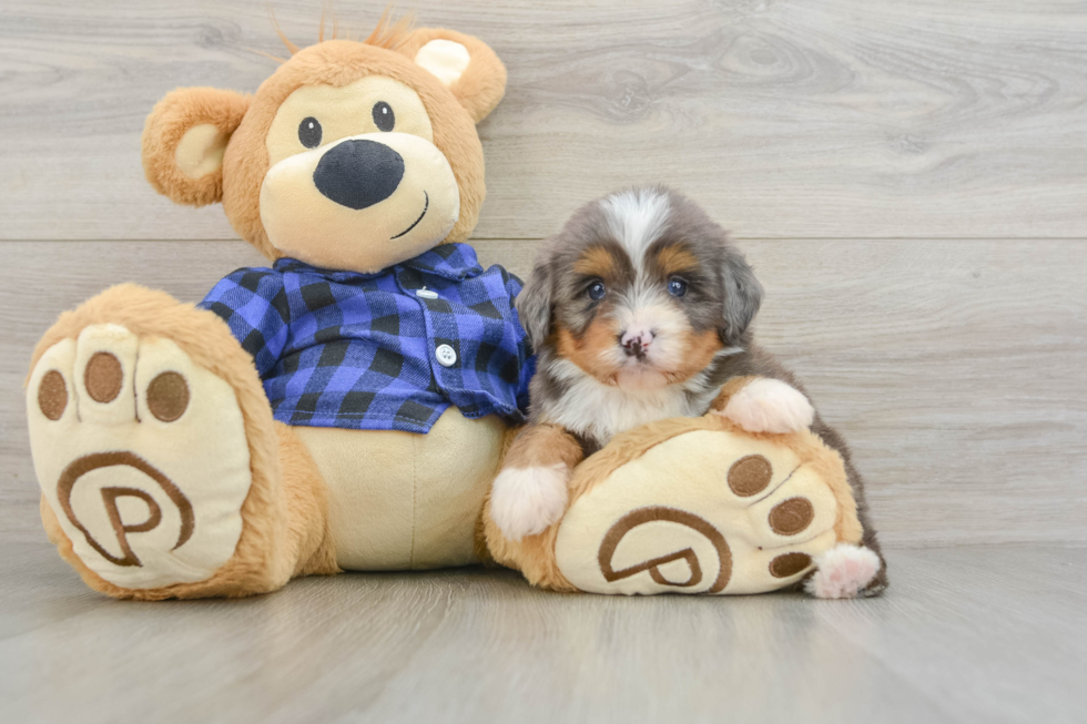 Mini Bernedoodle Pup Being Cute