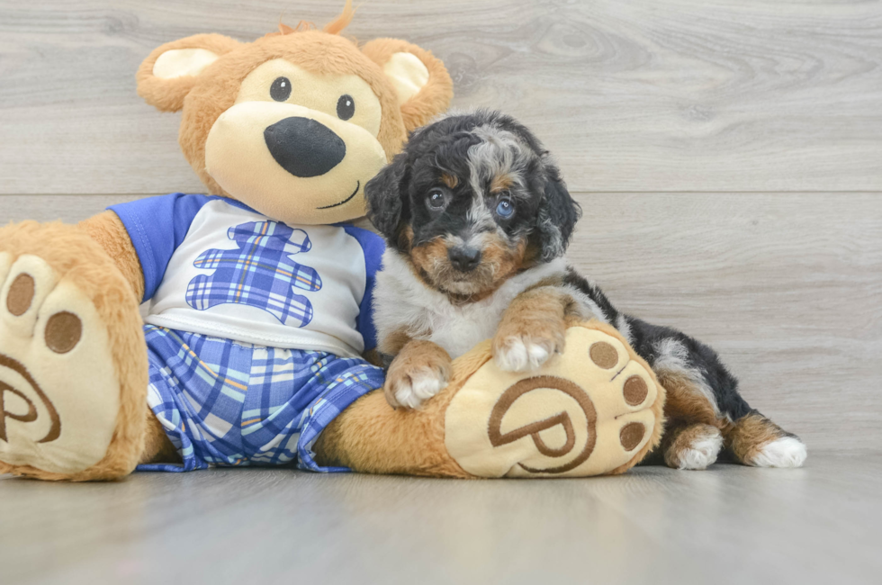 5 week old Mini Bernedoodle Puppy For Sale - Seaside Pups
