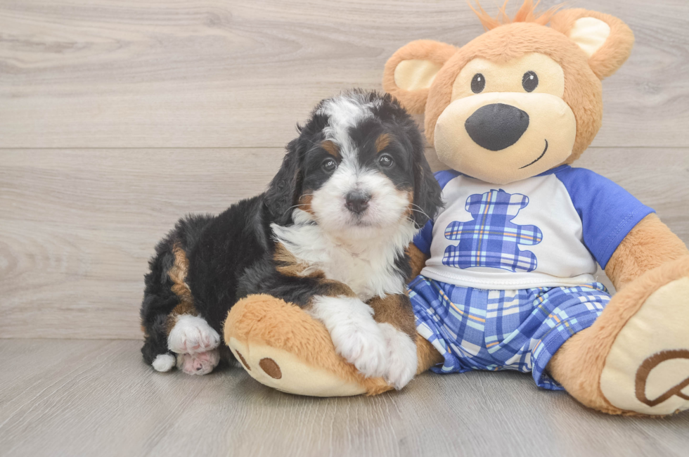 5 week old Mini Bernedoodle Puppy For Sale - Seaside Pups