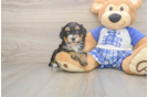 Cute Mini Bernedoodle Baby