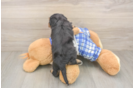Playful Mini Bernesepoo Poodle Mix Puppy