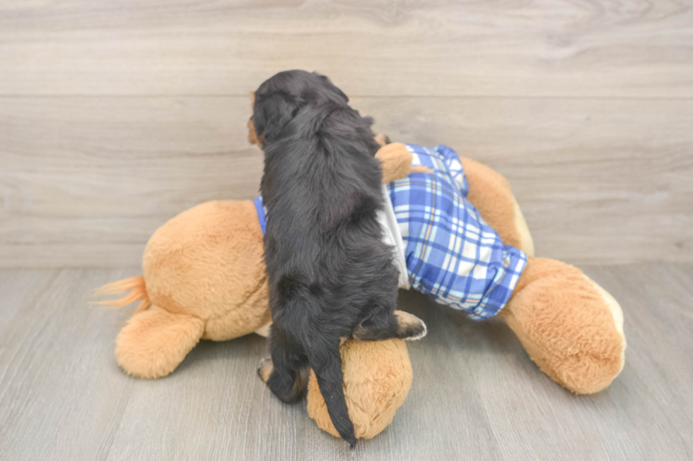 Playful Mini Bernesepoo Poodle Mix Puppy