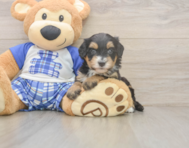 5 week old Mini Bernedoodle Puppy For Sale - Seaside Pups