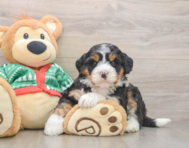 6 week old Mini Bernedoodle Puppy For Sale - Seaside Pups