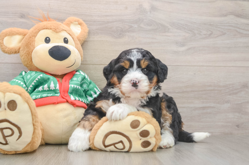 5 week old Mini Bernedoodle Puppy For Sale - Seaside Pups