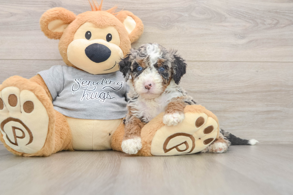 Funny Mini Bernedoodle Poodle Mix Pup