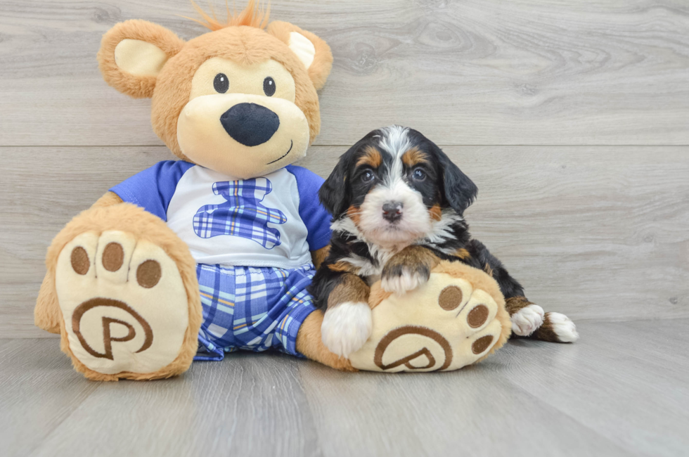 6 week old Mini Bernedoodle Puppy For Sale - Seaside Pups