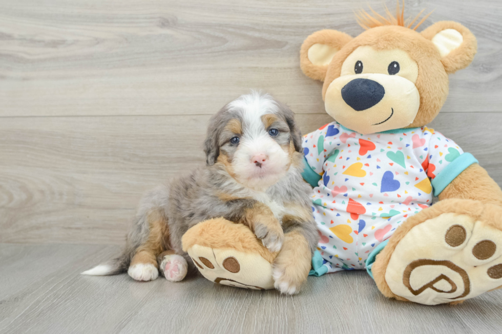 Smart Mini Bernedoodle Poodle Mix Pup