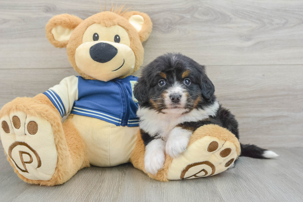 Adorable Mini Bernesedoodle Poodle Mix Puppy