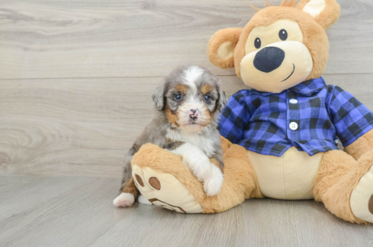 Cute Mini Bernedoodle Baby