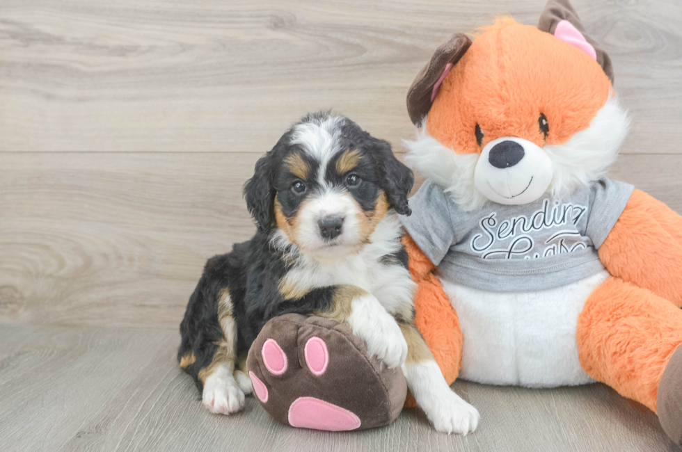 5 week old Mini Bernedoodle Puppy For Sale - Seaside Pups