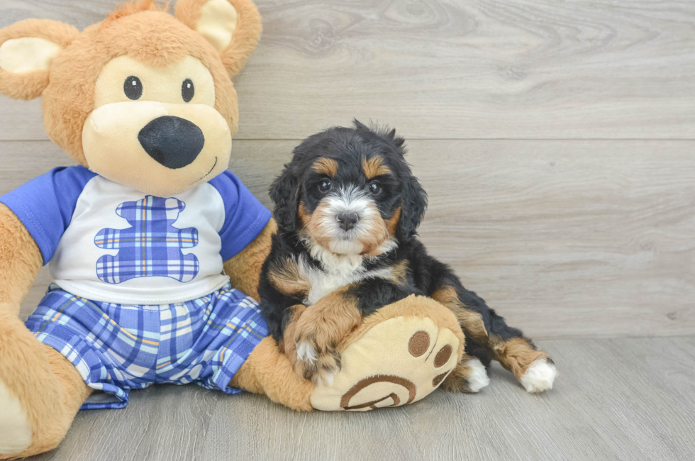 5 week old Mini Bernedoodle Puppy For Sale - Seaside Pups