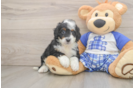 Mini Bernedoodle Puppy for Adoption