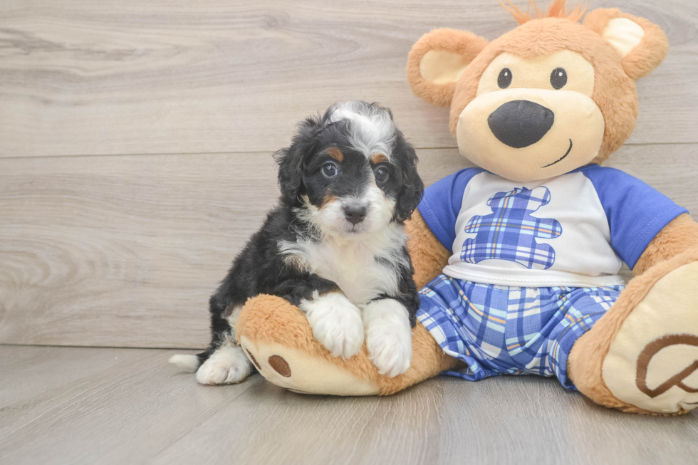 Mini Bernedoodle Puppy for Adoption