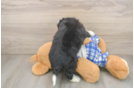 Smart Mini Bernedoodle Poodle Mix Pup