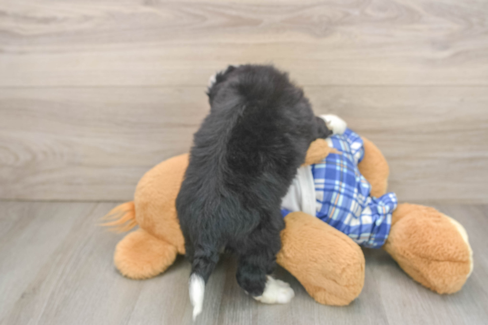 Smart Mini Bernedoodle Poodle Mix Pup