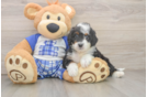 Best Mini Bernedoodle Baby