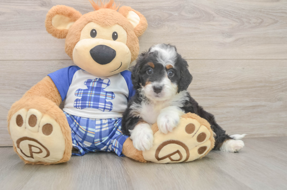 5 week old Mini Bernedoodle Puppy For Sale - Seaside Pups