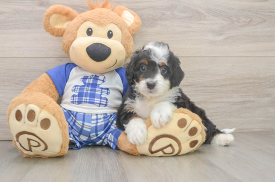 Best Mini Bernedoodle Baby