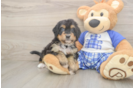 Mini Bernedoodle Pup Being Cute