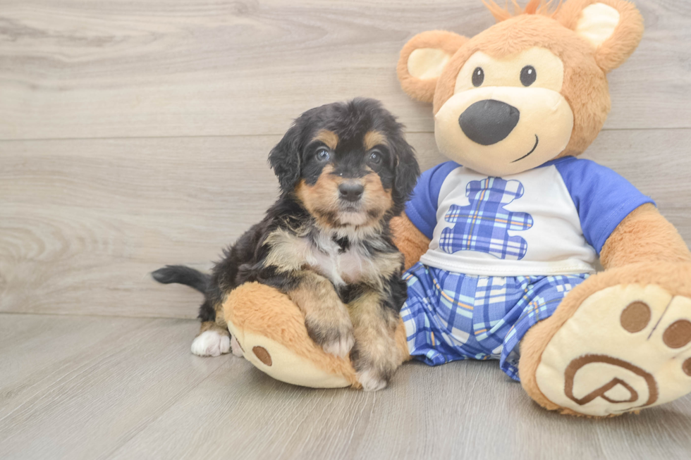 Mini Bernedoodle Pup Being Cute