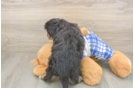 Best Mini Bernedoodle Baby