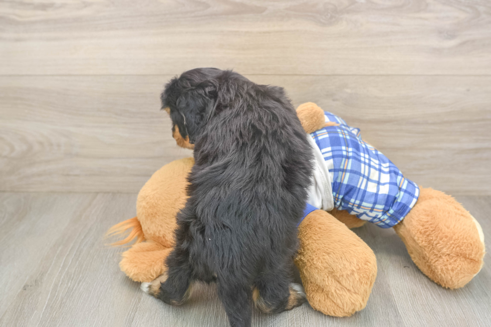 Best Mini Bernedoodle Baby