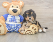 5 week old Mini Bernedoodle Puppy For Sale - Seaside Pups