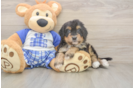 Best Mini Bernedoodle Baby