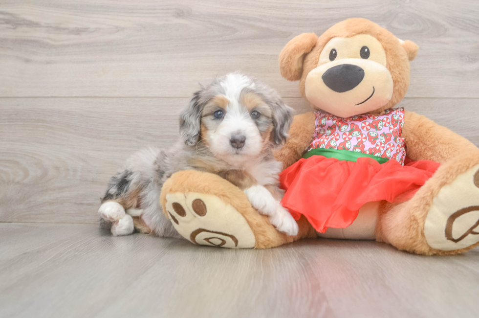 5 week old Mini Bernedoodle Puppy For Sale - Seaside Pups
